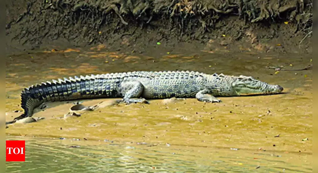 Kendrapada only district in India to boast of all 3 crocodile species |  Bhubaneswar News - Times of India