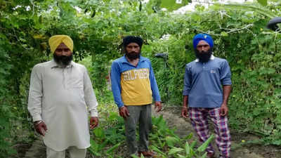 Punjab: Jawandha brothers grow 45 varieties of plants in 13 acres