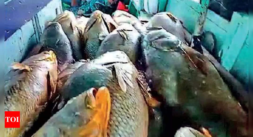 Palghar fisherman nets Rs 1.33 crore Ghol haul