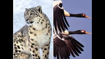 Snow leopard, Black necked crane declared state animal and birds in Ladakh
