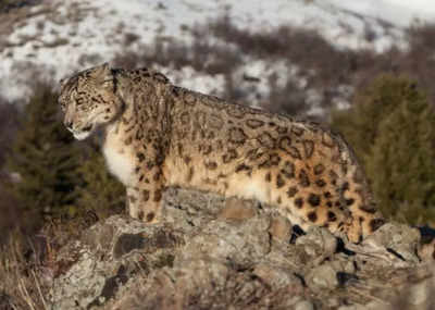 Ladakh keeps black necked crane as state bird, snow leopard new state animal