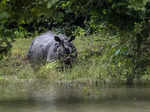 These images show flood situation worsening in Assam