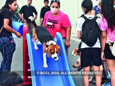 A playground set up in Gurgaon for pets to play, mingle and let loose