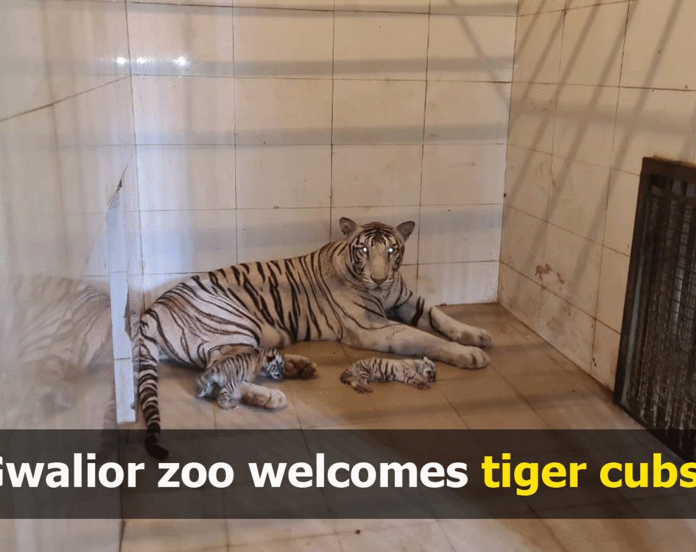 
MP: White tigress Mira gives birth to two cubs in Gwalior zoo
