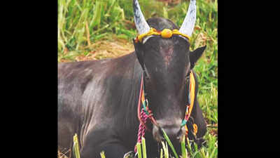 Artificial insemination denies cattle mating right, ban it: Madras ...