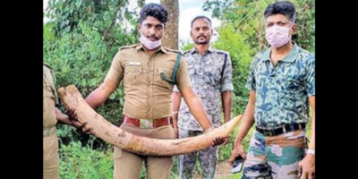 Stolen elephant tusk recovered from TN tribal village