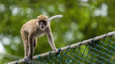 In a 1st, government to set up monkey park in Araria
