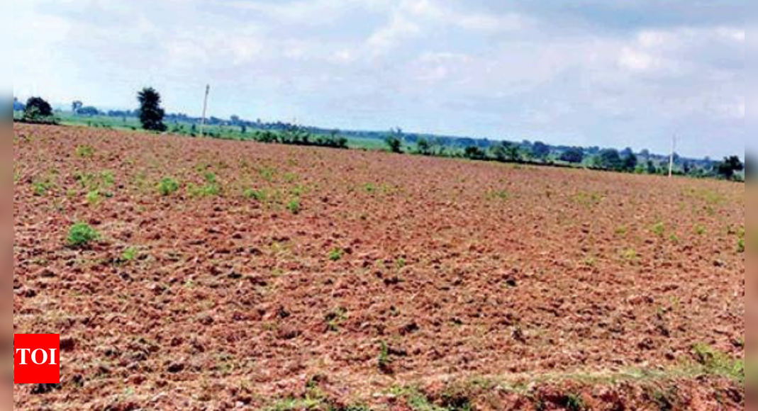 Madhya Pradesh Farmers in Bundelkhand districts flatten crops as