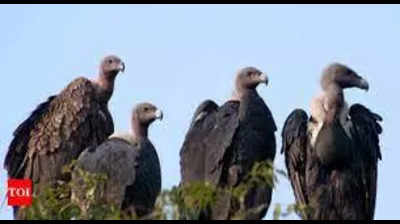 Birds of prey: Experts to help you identify species for vulture count