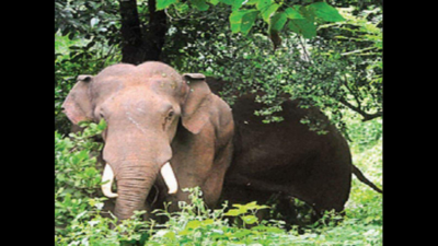 Wild elephant attacks claim 124 lives in 6 years in Kerala | Kochi News