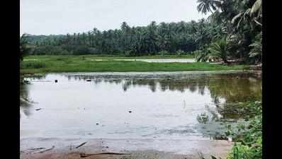 Goa: Rise in salinity levels hits agricultural activities in Poinguinim