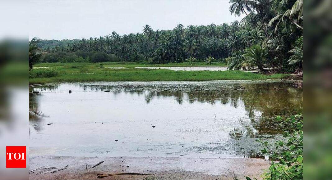Goa: Rise in salinity levels hits agricultural activities in Poinguinim