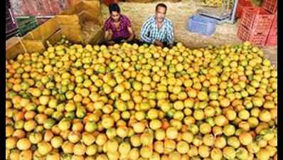 Orange growers hope for high returns, premature dropping a concern