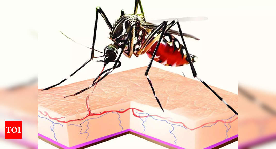 Dengue mosquito house index high in Hyderabad