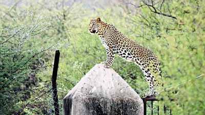 Rajasthan: Wildlife lovers against Cheetah project in Mukundra Hills Tiger Reserve