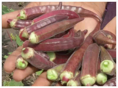 Madhya Pradesh farmer grows red ladyfinger, sells at exorbitant price