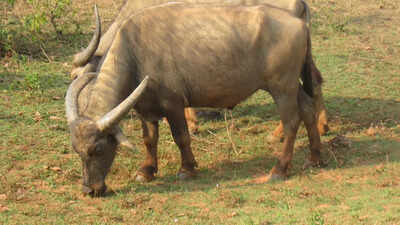 Manda Buffalo: Odisha's Manda buffalo gets national recognition | Bhubaneswar News - Times of India Manda Buffalo: Odisha's Manda buffalo gets national recognition | Bhubaneswar News - Times of India