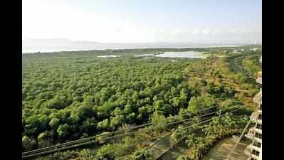 Mumbai: Rs 35cr okayed for CCTVs to watch over mangroves