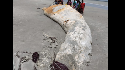 West Bengal: 59ft ‘blue whale’ carcass washes ashore near Bakkhali ...