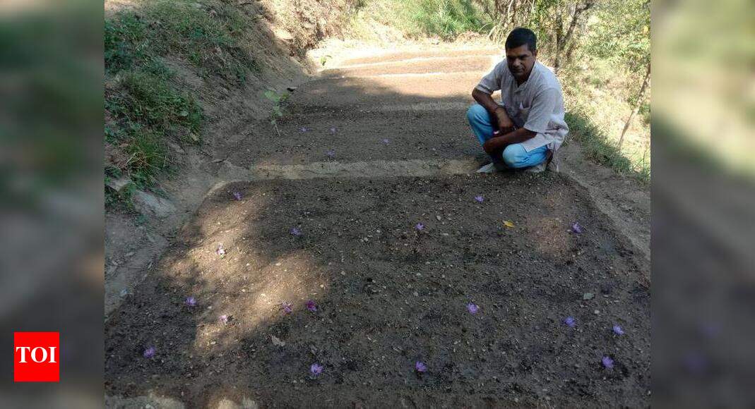 Almora first Uttarakhand district to commercially grow saffron
