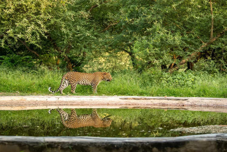 Pench National Park