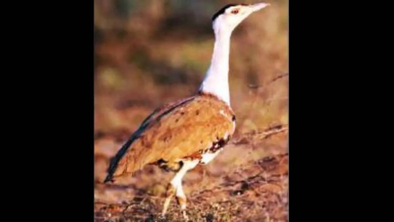 Gujarat: Four Great Indian Bustards sighted in Kutch | Rajkot News - Times  of India