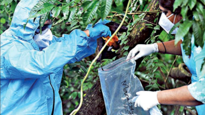 10 contacts test negative for Nipah in Kozhikode
