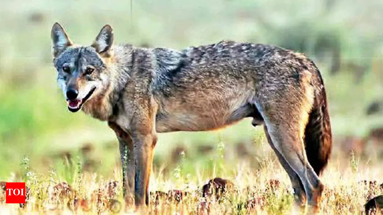 Indian And Wolf Native Timy American Wolves