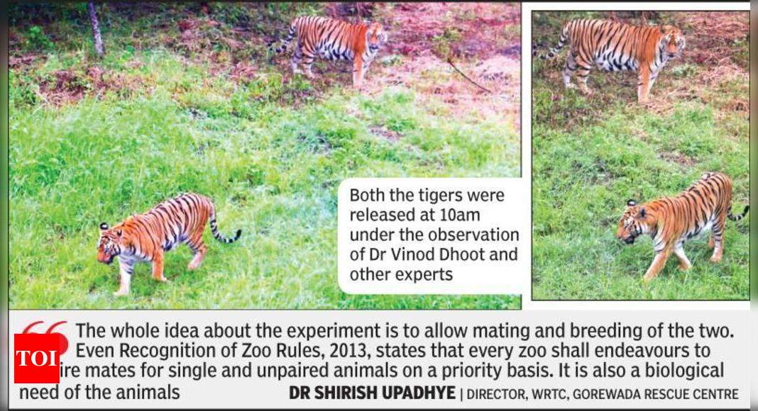 Gorewada Zoo begins breeding tigers in safari | Nagpur News - Times of India