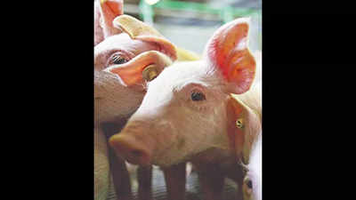 Nipah virus: Pig rearers, pork stall owners in Coimbatore put on high alert