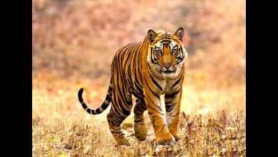 NTCA seeks factual report on decision to open Satyanarayan-Kansro, a critical core tiger habitat in RTR