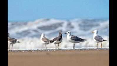 First sighting of rare Sooty Gull recorded in state