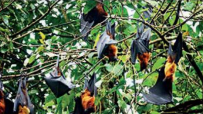 Nipah case: 15 more contacts test negative in Kerala
