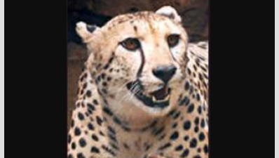 NTCA frowns at cheetah project film shoot; Madhya Pradesh govt cancels tender