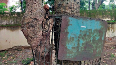 Kolkata: Activists call for unshackling of trees from iron cages