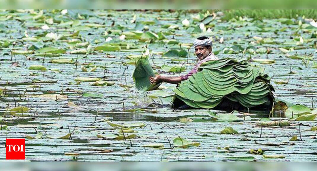 Andhra Pradesh Lotus leaf carry bags save costs, environment