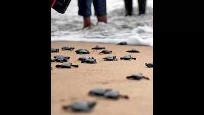 Maharashtra: Baby boom for Olive ridley turtles along Konkan beaches in Covid time