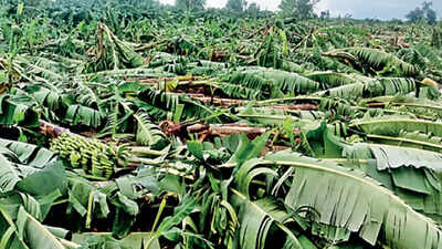 Recent heavy rain damaged crops of over 83,300 farmers in north ...