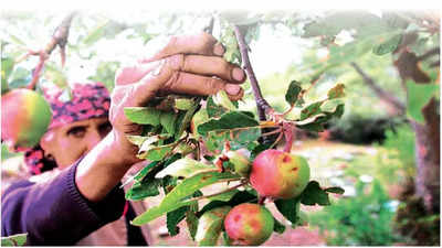 Why are apple farmers in Himachal reaping bitter fruits?
