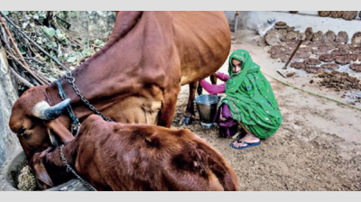 Dairies across Delhi flout rules, flag activists