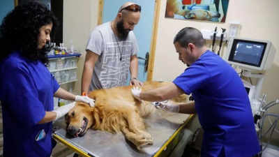 Pets enjoy some pampering in Palestinian clinic