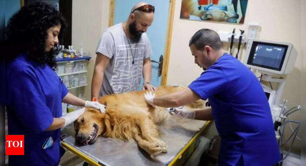 Pets enjoy some pampering in Palestinian clinic