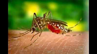 Dengue cases treble, malaria numbers also rising in Maharashtra