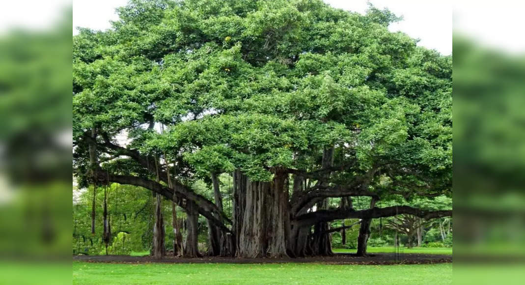 the-tree-of-life-world-s-largest-living-single-tree-canopy-is-in-andhra