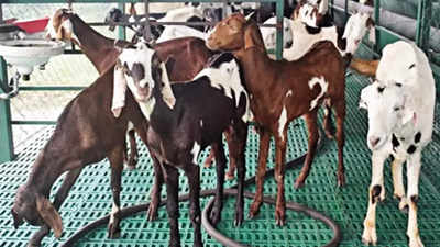 Goat milk sells for Rs 1,500/l, 30x higher, as dengue grips Firozabad