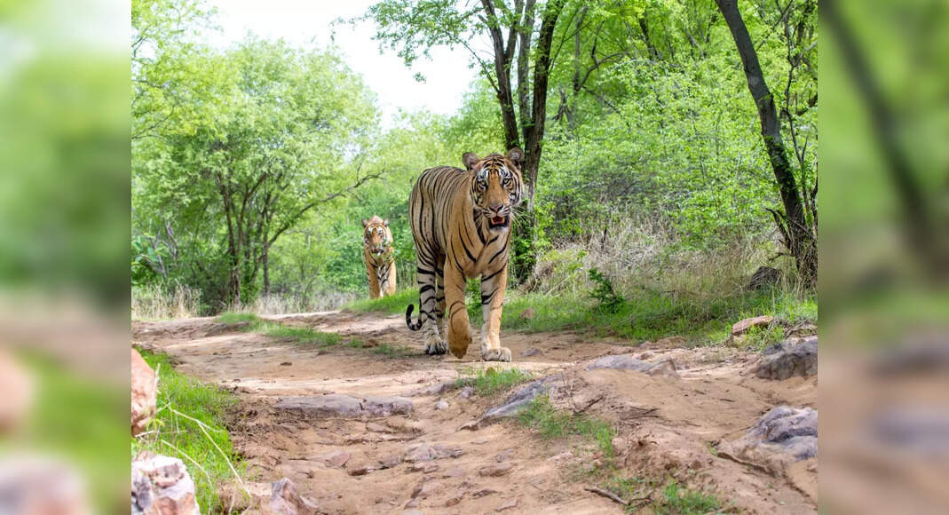 Indian Tiger Reserves: Global CA/TS recognises 14 Indian tiger reserves ...
