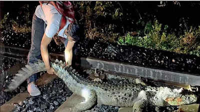 Rajdhani Express halts 25 minutes from Vadodara to help injured crocodile!
