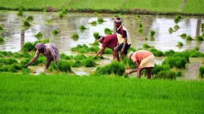 Telangana in the soup as FCI nixes buying rice