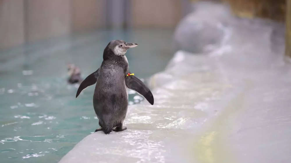 Byculla zoo's penguin colony gets two new members