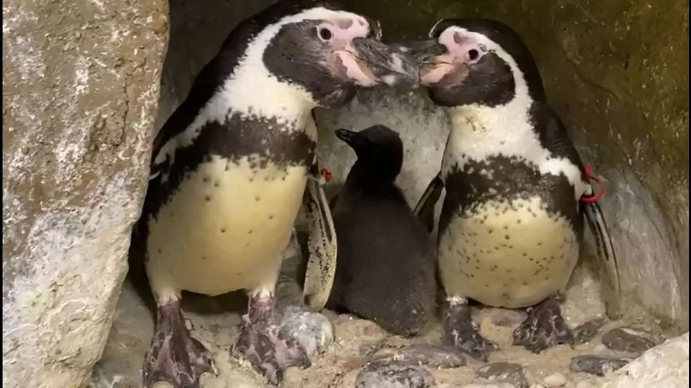 In pics: Byculla zoo's penguin colony gets two new members